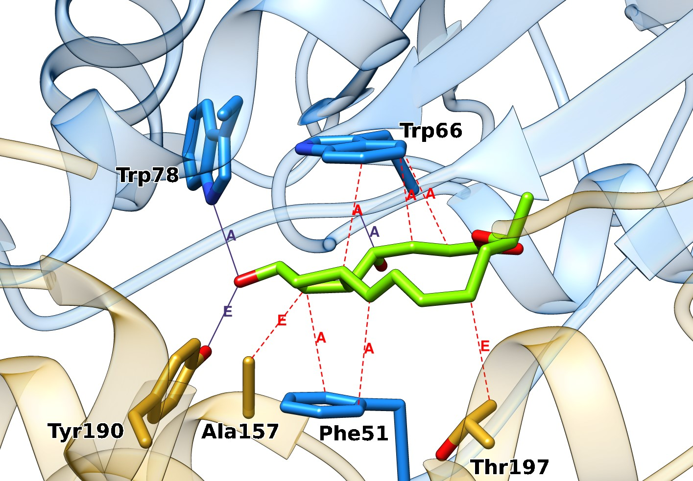 Multichain binding sites